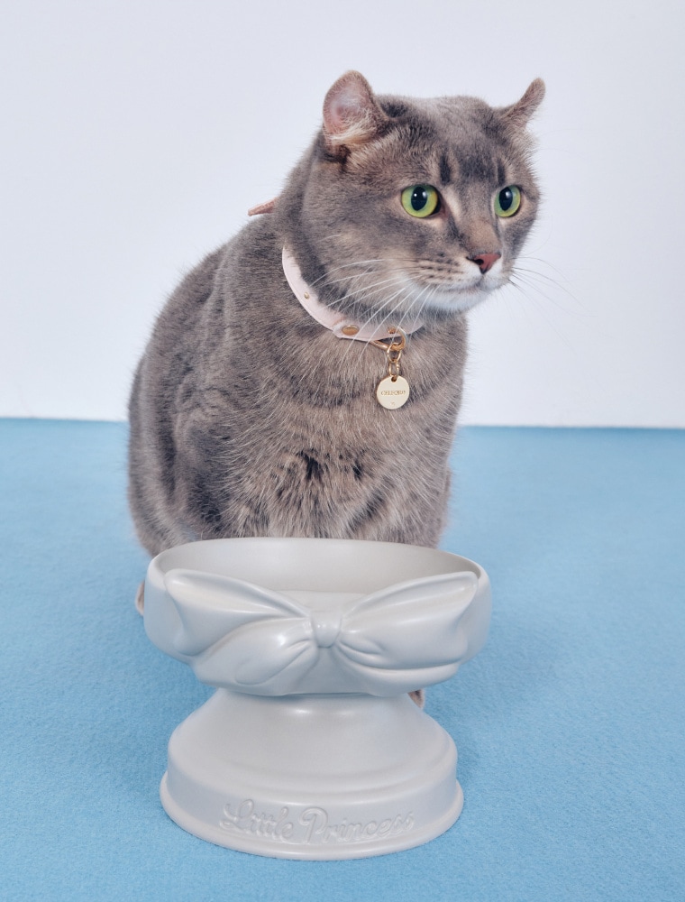 Pet Bowl を使った DOG & CAT の着用イメージ