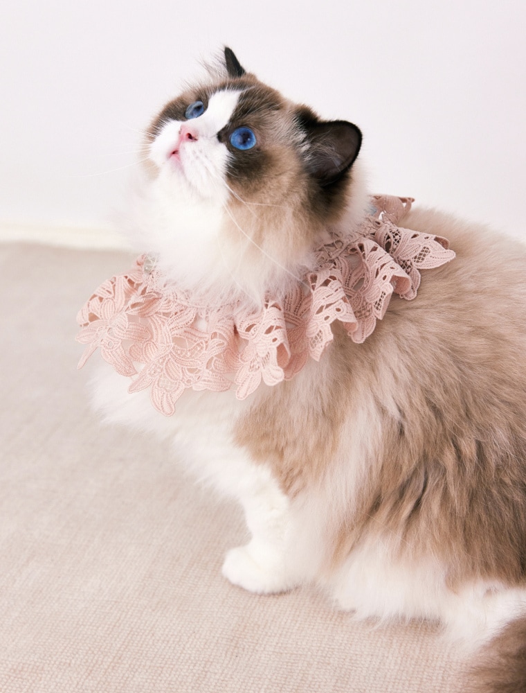Lace Bib を使った DOG & CAT の着用イメージ