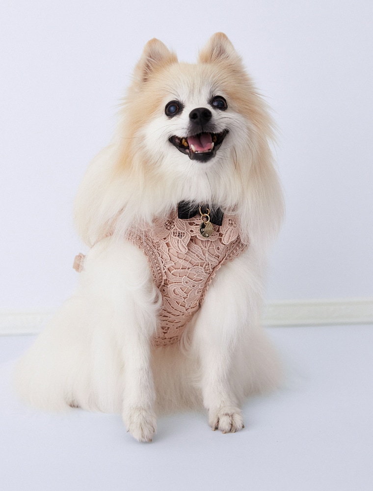 Lace Harness を使った DOG & CAT の着用イメージ（別カット）