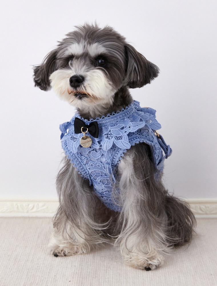 Lace Harness を使った DOG & CAT の着用イメージ