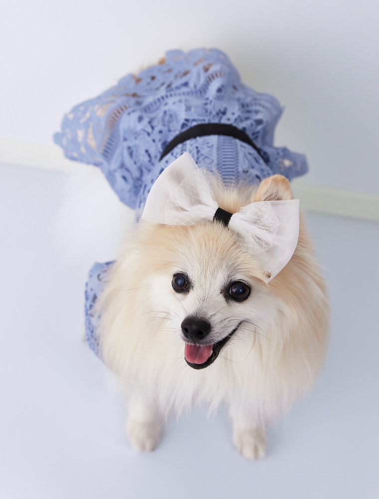 Lace Dress を使った DOG & CAT の着用イメージ