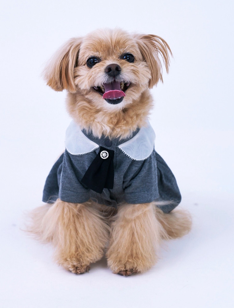 Detachable Collar Dress を使った DOG & CAT の着用イメージ